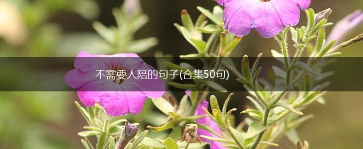 不需要人陪的句子(合集50句),第1张