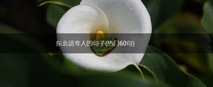 东北话夸人的句子(热门60句),第1张