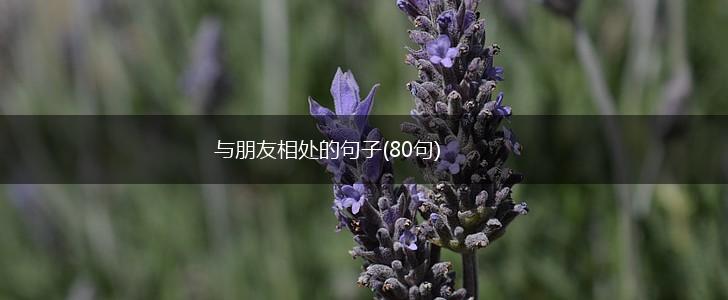 与朋友相处的句子(80句),第1张