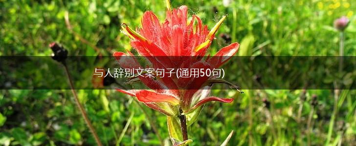 与人辞别文案句子(通用50句),第1张