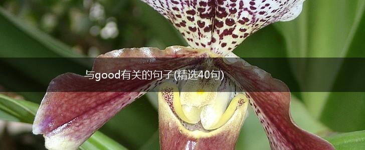 与good有关的句子(精选40句),第1张