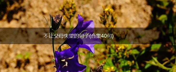 不让父母失望的句子(合集40句),第1张