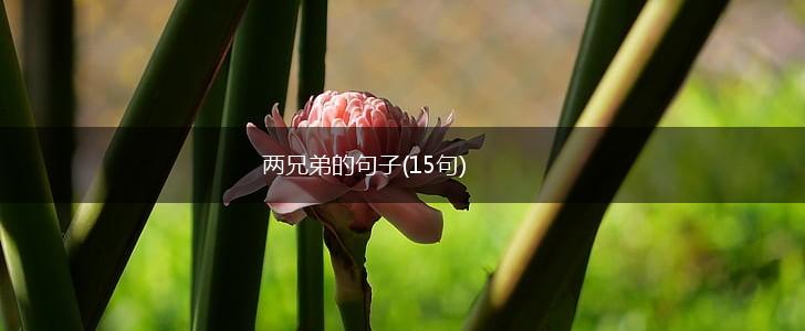 两兄弟的句子(15句),第1张
