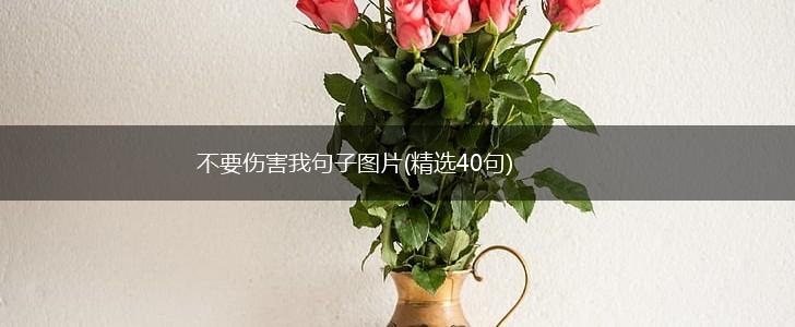 不要伤害我句子图片(精选40句),第1张