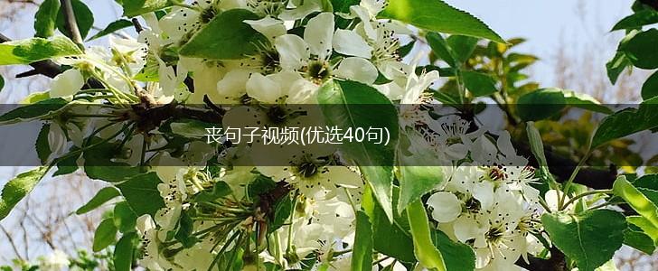 丧句子视频(优选40句),第1张