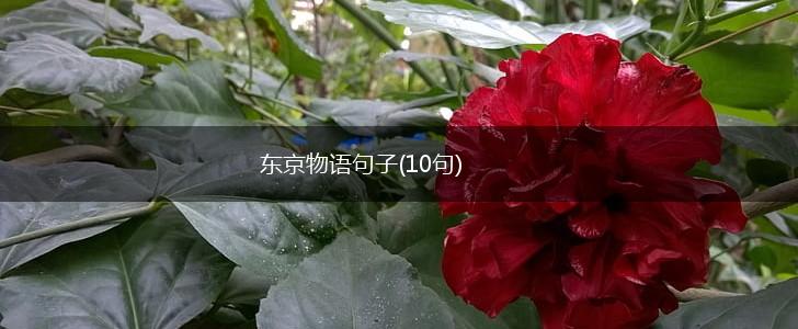 东京物语句子(10句),第1张