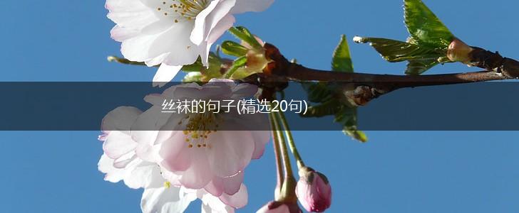 丝袜的句子(精选20句),第1张