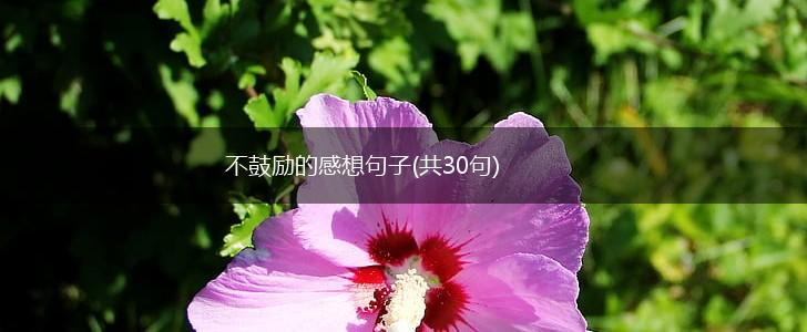 不鼓励的感想句子(共30句),第1张