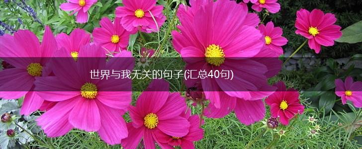 世界与我无关的句子(汇总40句),第1张