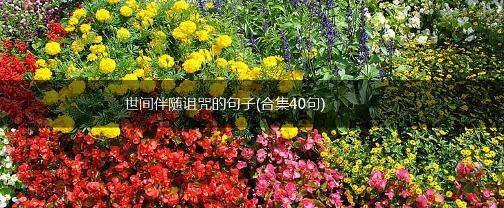 世间伴随诅咒的句子(合集40句),第1张