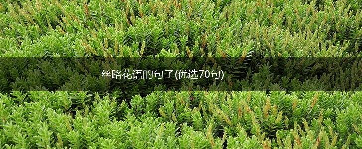 丝路花语的句子(优选70句),第1张