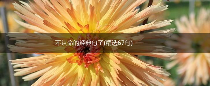 不认命的经典句子(精选67句),第1张