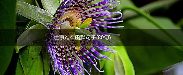 世事难料幽默句子(80句),第1张