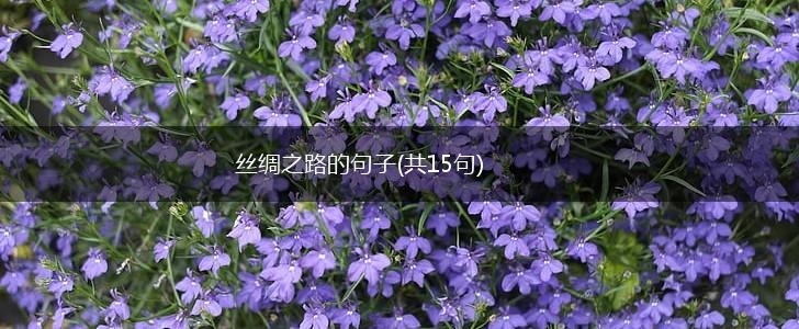 丝绸之路的句子(共15句),第1张
