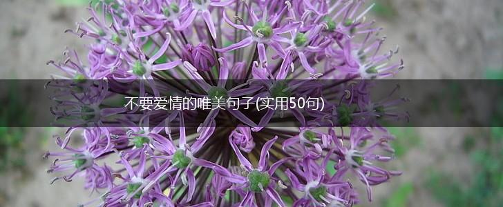 不要爱情的唯美句子(实用50句),第1张