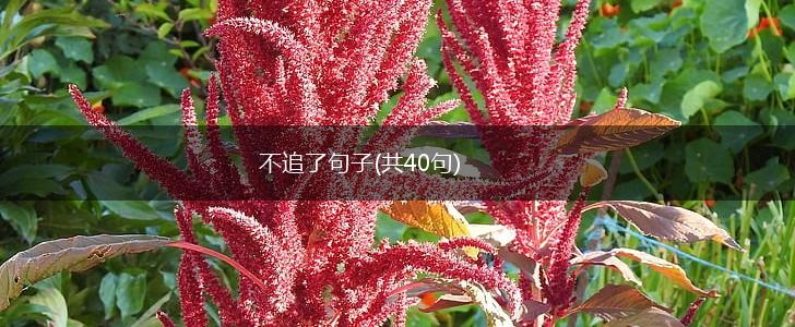 不追了句子(共40句),第1张