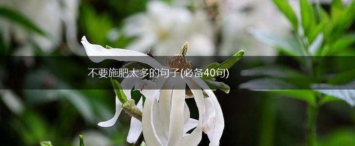 不要施肥太多的句子(必备40句),第1张