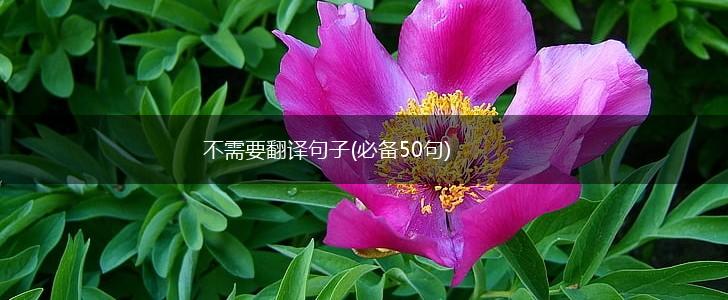 不需要翻译句子(必备50句),第1张