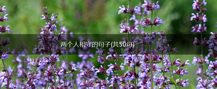 两个人相守的句子(共50句),第1张