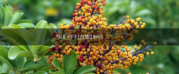 专注 句子(合集19句),第1张