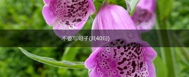 不要写句子(共40句),第1张
