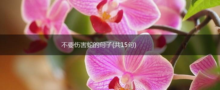 不要伤害蛇的句子(共15句),第1张