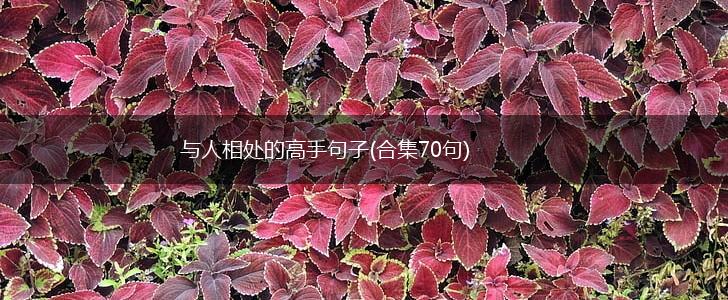 与人相处的高手句子(合集70句),第1张