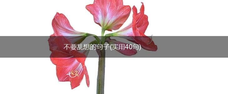 不要乱想的句子(实用40句),第1张