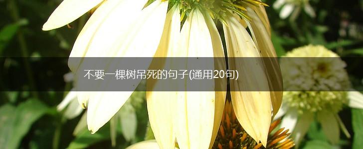 不要一棵树吊死的句子(通用20句),第1张