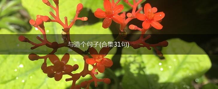 与造个句子(合集31句),第1张
