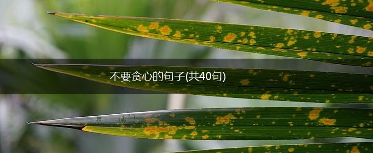 不要贪心的句子(共40句),第1张
