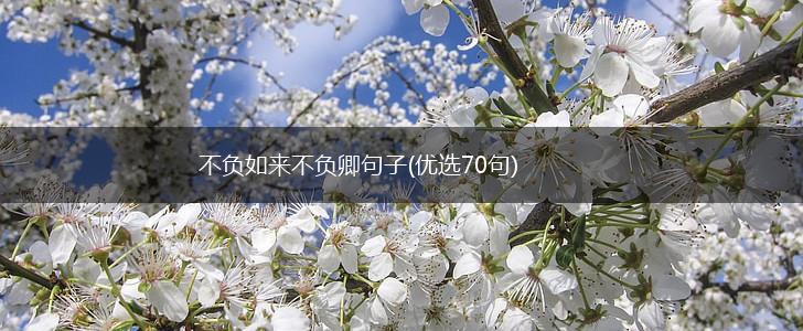 不负如来不负卿句子(优选70句),第1张