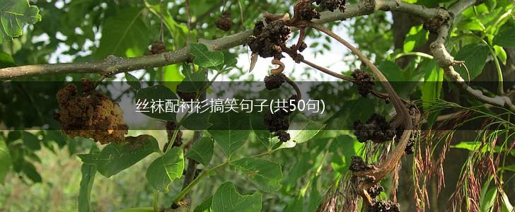 丝袜配衬衫搞笑句子(共50句),第1张