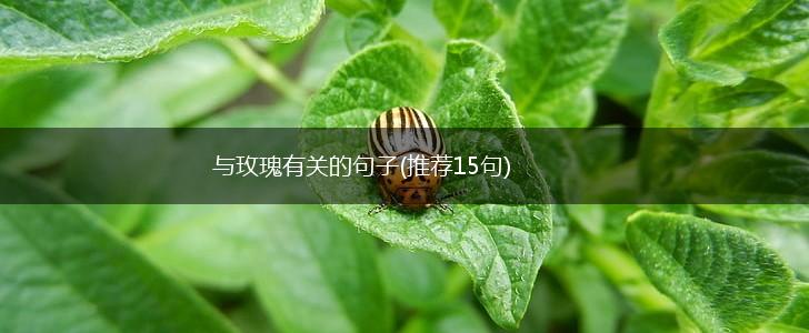 与玫瑰有关的句子(推荐15句),第1张
