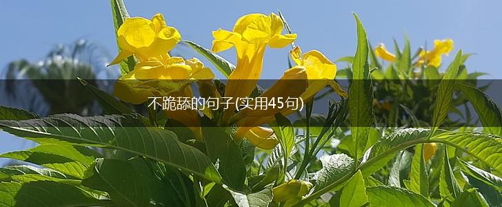 不跪舔的句子(实用45句),第1张