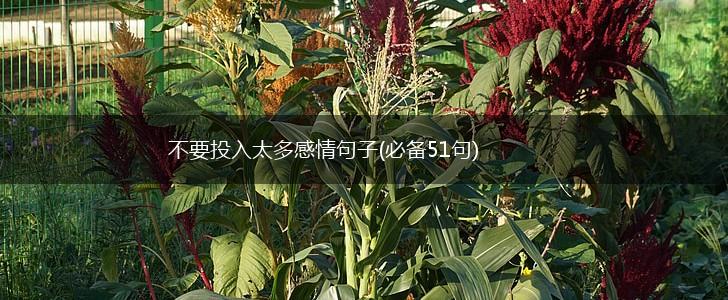 不要投入太多感情句子(必备51句),第1张