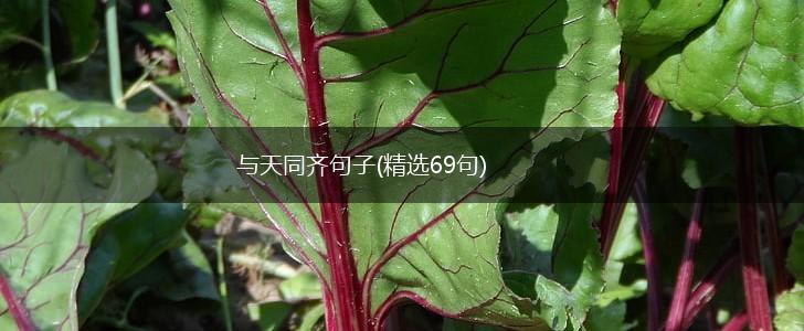 与天同齐句子(精选69句),第1张