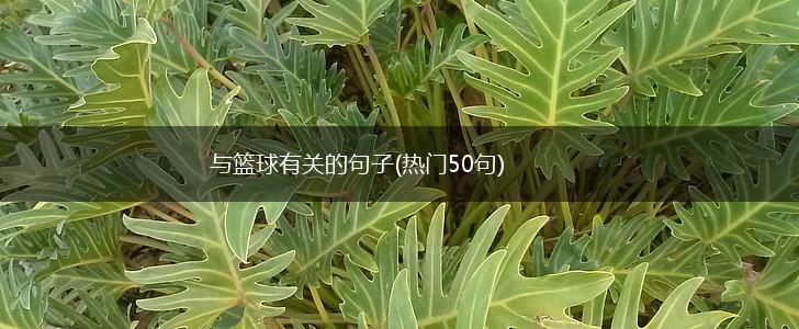 与篮球有关的句子(热门50句),第1张