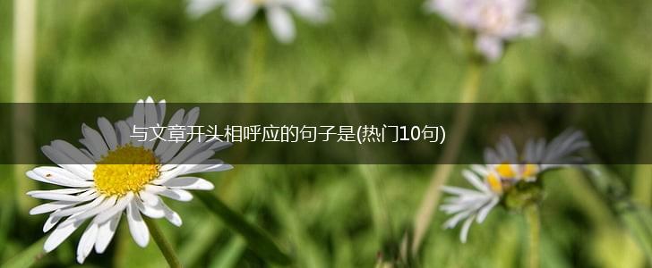 与文章开头相呼应的句子是(热门10句),第1张