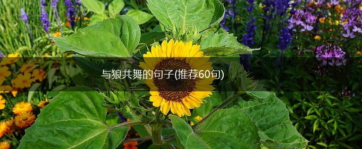 与狼共舞的句子(推荐60句),第1张