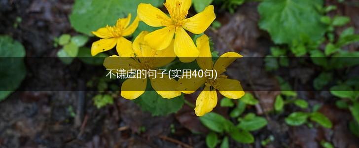 不谦虚的句子(实用40句),第1张