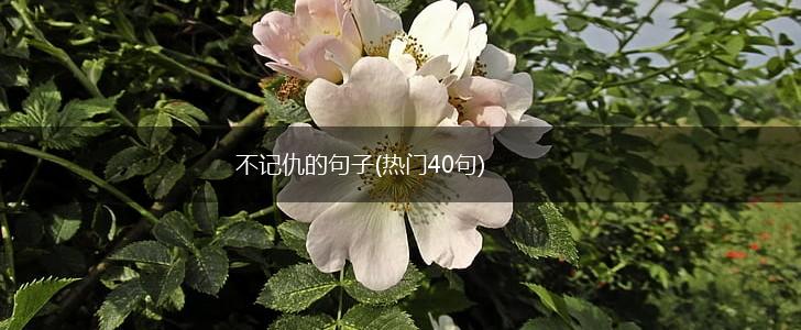 不记仇的句子(热门40句),第1张