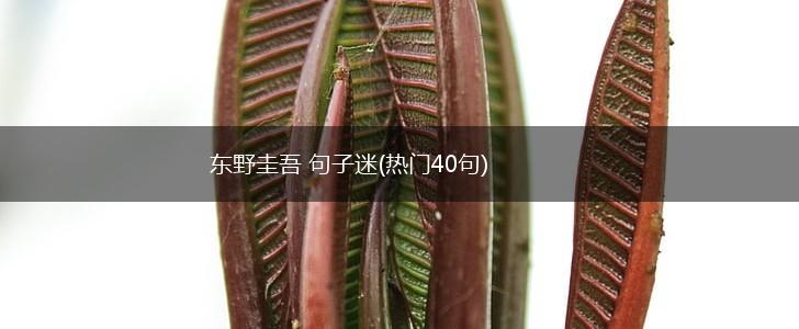 东野圭吾 句子迷(热门40句),第1张
