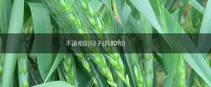 不该相识句子(共80句),第1张