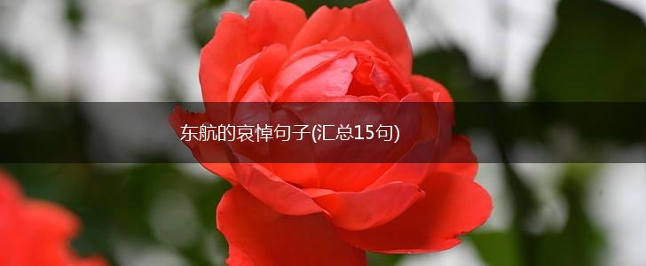 东航的哀悼句子(汇总15句),第1张