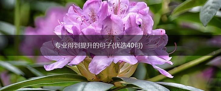 专业得到提升的句子(优选40句),第1张
