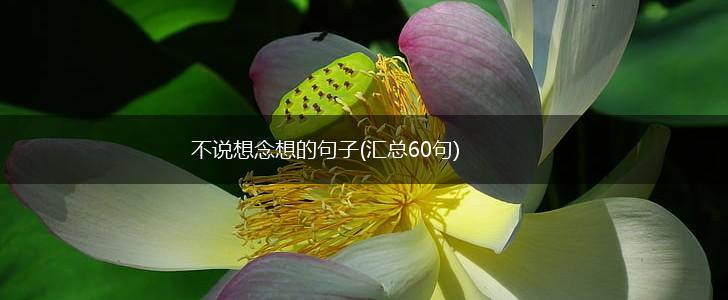 不说想念想的句子(汇总60句),第1张