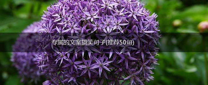 专属的文案搞笑句子(推荐50句),第1张