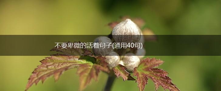 不要卑微的活着句子(通用40句),第1张