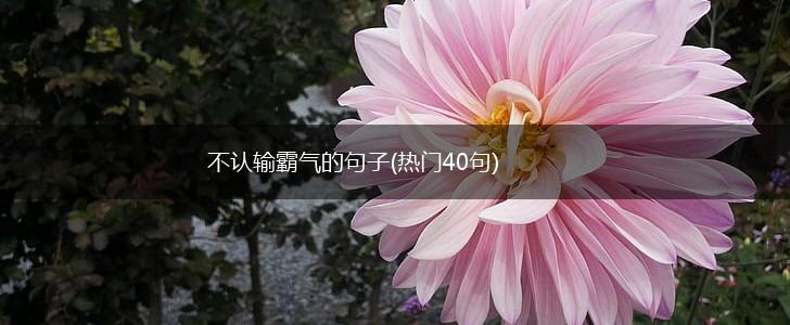 不认输霸气的句子(热门40句),第1张